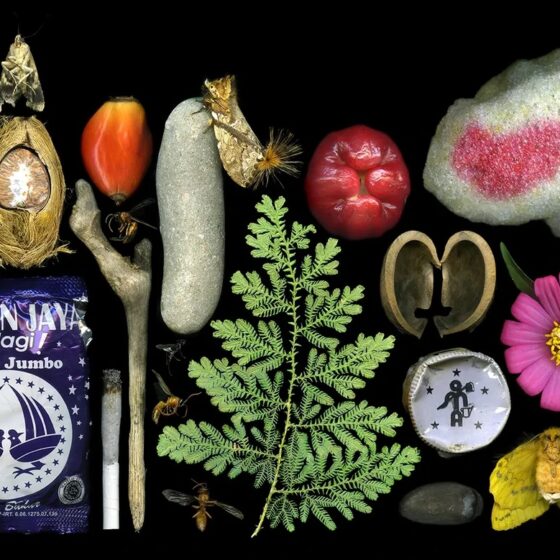 05-Angki-Purbandono-_Souvenir-from-Tangkahan-2017-Scanography-lightbox-installation-100-x-200-cm.-Image-from-Kohesi-Initiatives