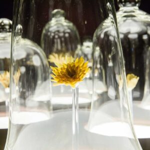 Ezzam Rahman, 'Here's who I am, I am what you see', 2015, Artist's skin, nails, and adhesive, second hand furniture, glass bell jars. Image from Artsy