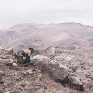 Robert Zhao Renhui AWDB profile feature image