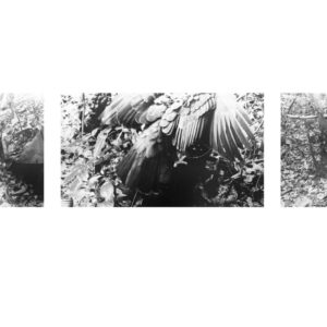 Robert-Zhao-Renhui-An-Eagle-Returns-Day-322-2020-diasec-in-frame-27-x-48cm-Image-from-Kristin-Hjellegjerde-Gallery