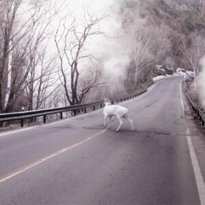 Robert Zhao Renhui, 'Deer Park', 2016, photograph. Image from Prix Elysee