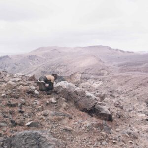 Robert Zhao Renhui, 'Monkey Island', 2016, photograph. Image from Prix Elysee