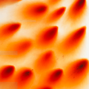 Tada Hengsapkul feature photo